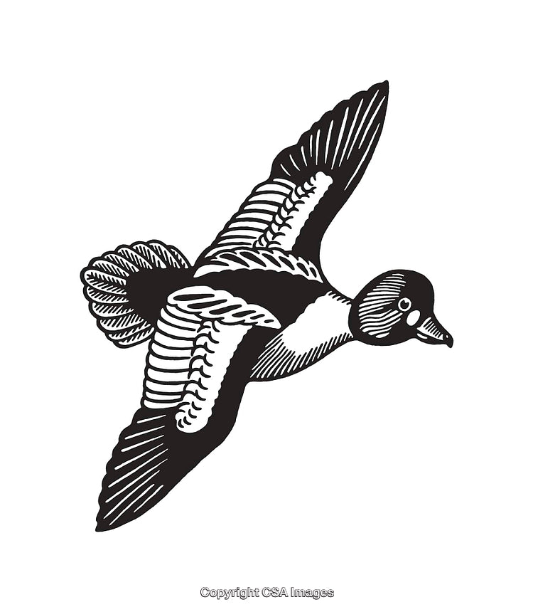 Detailed Black and White Illustration of a Flying Bird in Mid-Air