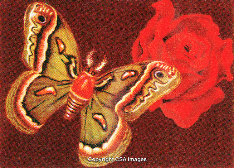 Vibrant Moth Fluttering Near a Beautiful Red Rose on Dark Background