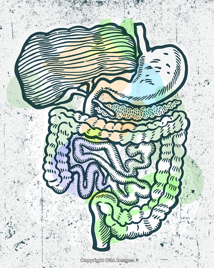 Colorful Illustrated Diagram of Human Digestive System Components with Details