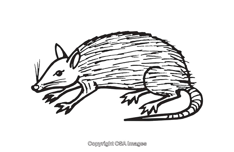 Black and White Line Art Illustration of a Small Animal