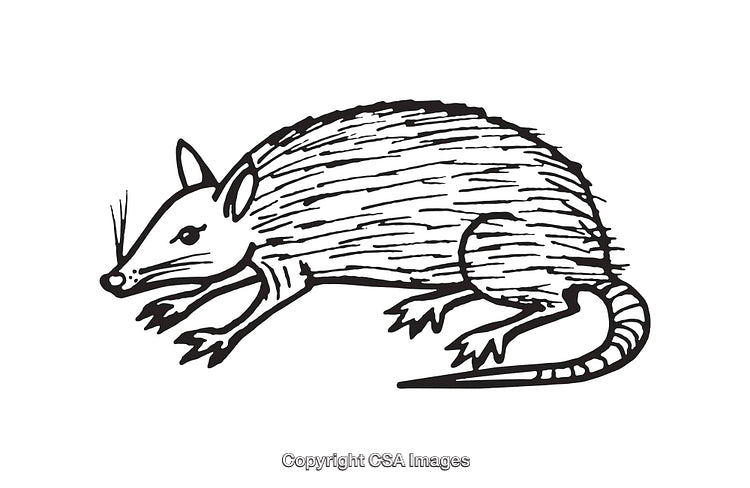 Black and White Line Art Illustration of a Small Animal
