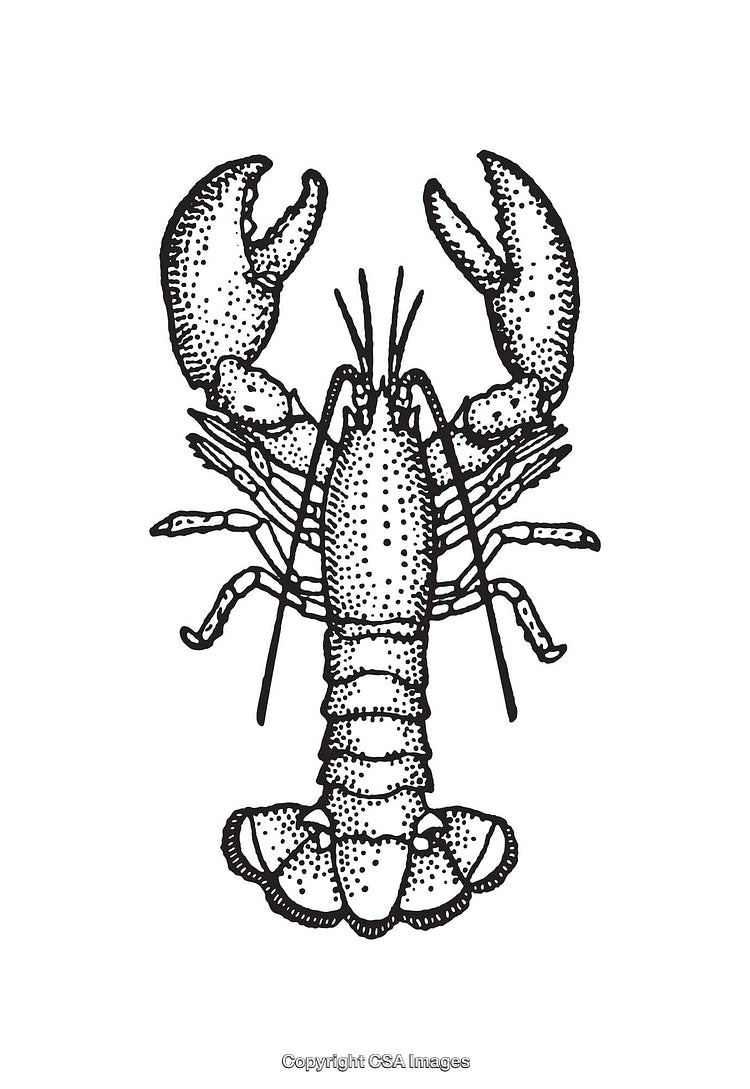 Black and White Lobster Line Art Illustration with Detailed Texture