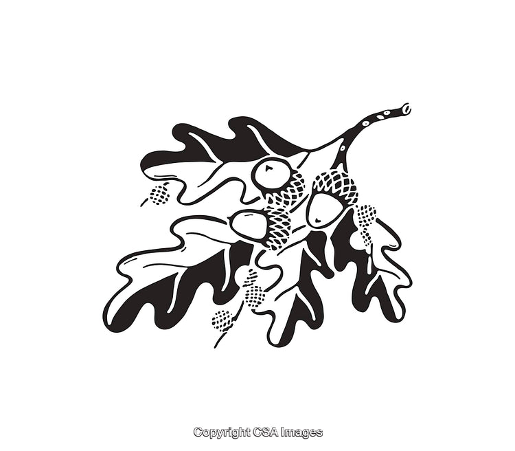Black and White Illustration of Oak Leaves and Acorns Cluster