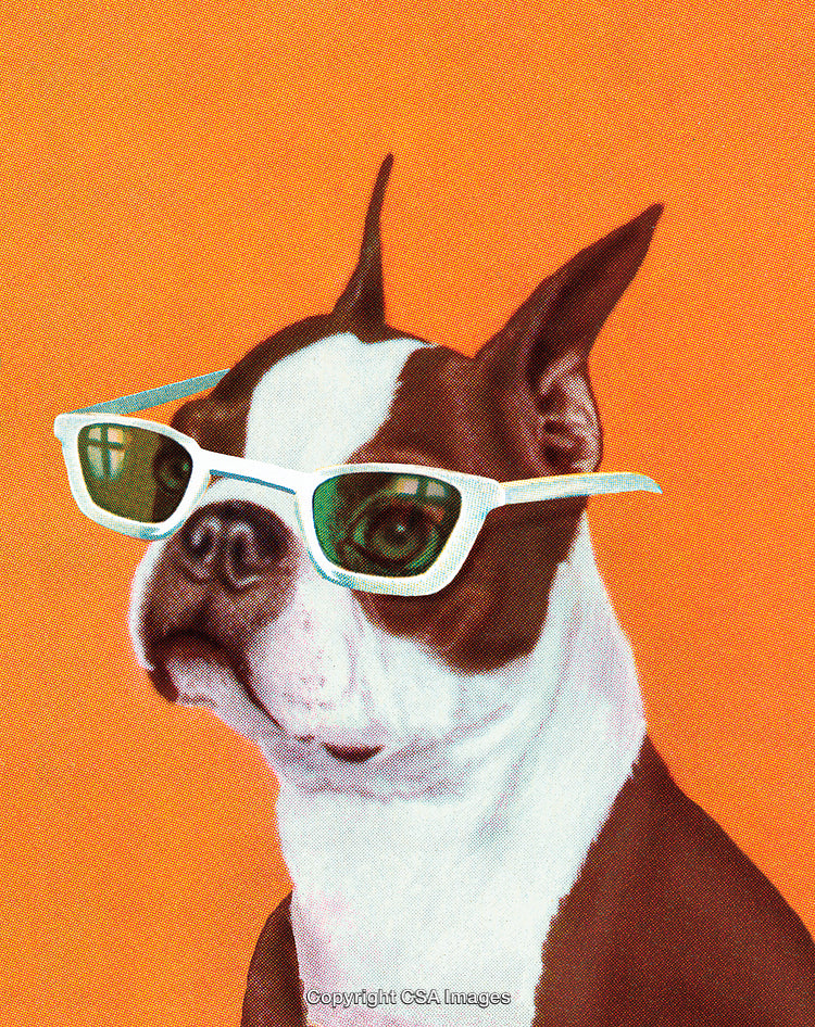 Stylish Boston Terrier Dog Wearing Cool Sunglasses on Vibrant Orange Background