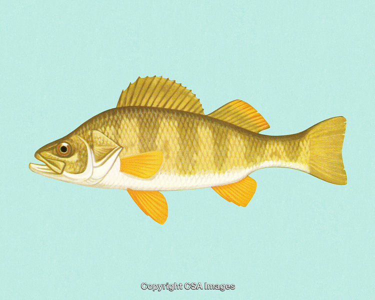 Detailed Illustrated Image of a Fish with a Light Blue Background