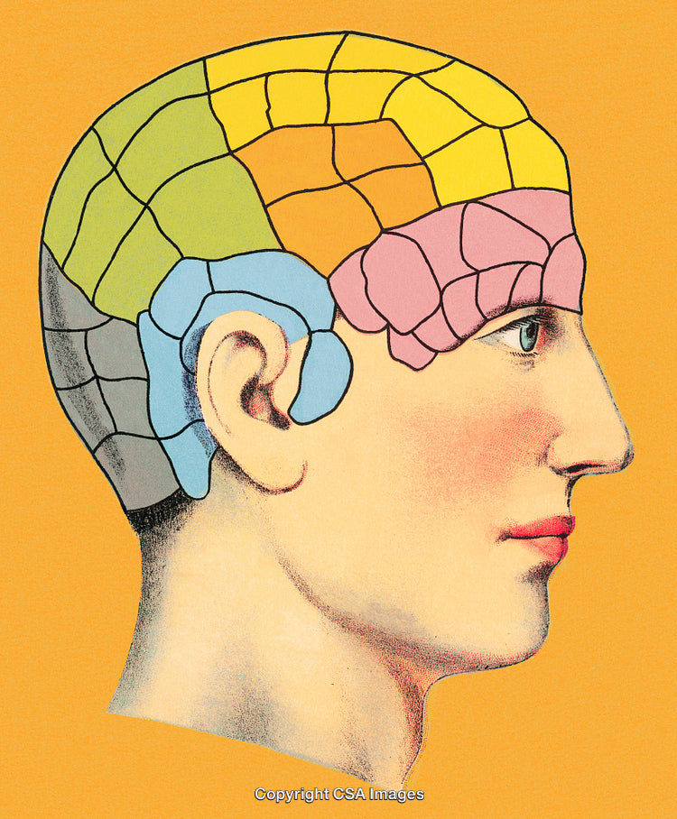 Illustration of a Phrenology Diagram on a Human Head Profile