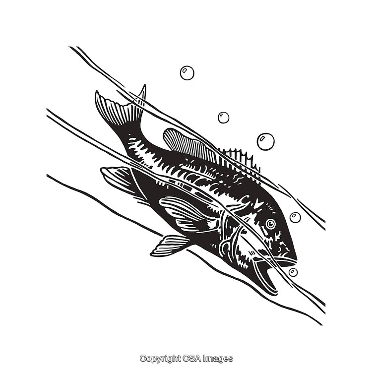 Detailed Line Art Illustration of a Fish in Minimalist Black and White