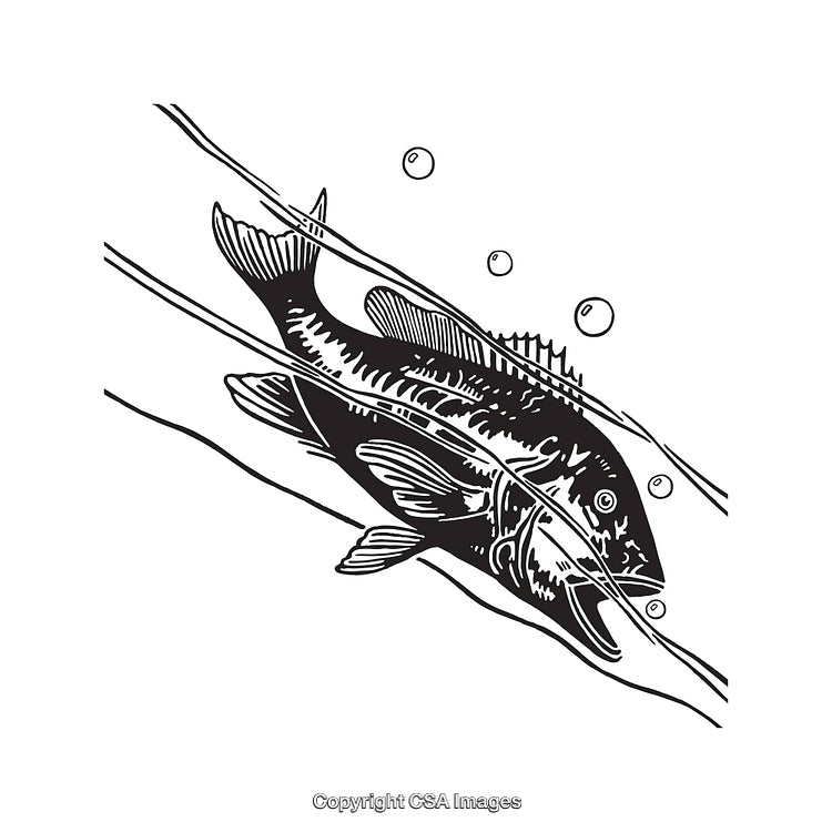 Detailed Line Art Illustration of a Fish in Minimalist Black and White