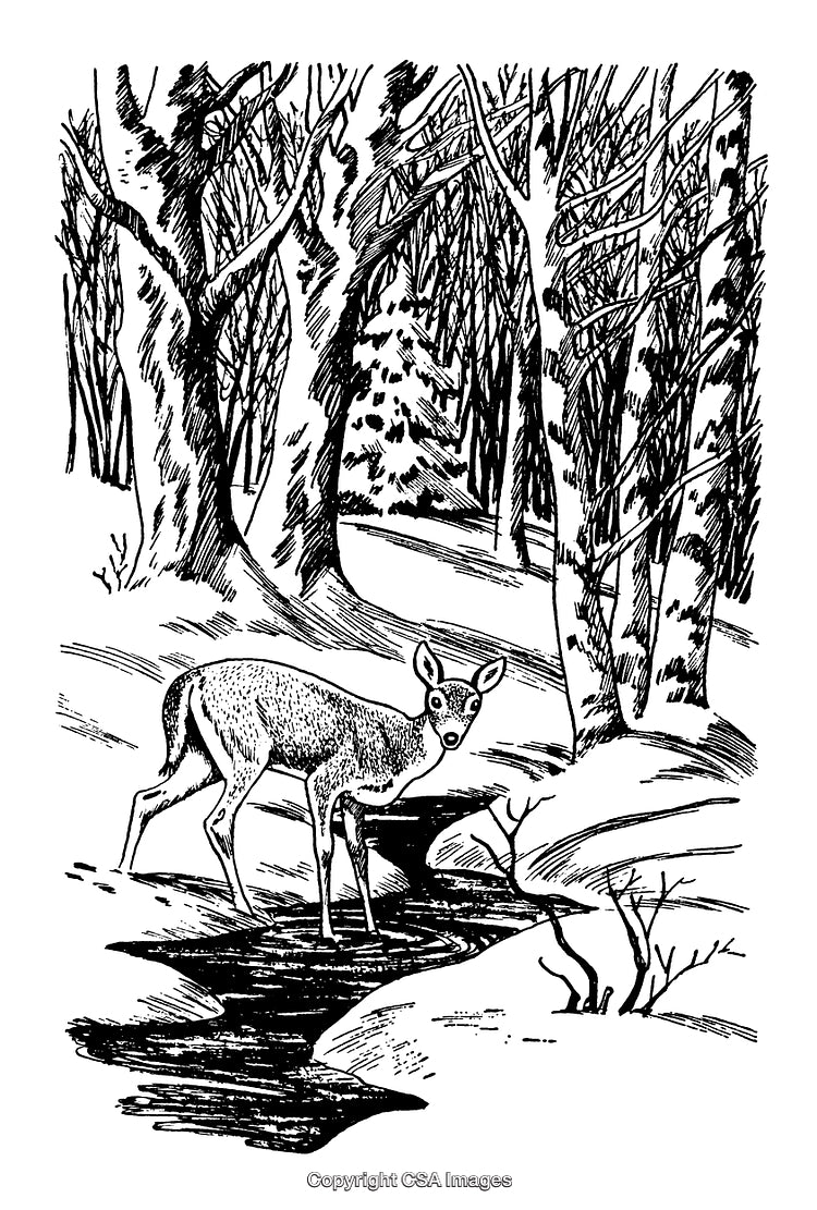 Graceful Deer in a Winter Forest Black and White Engraving