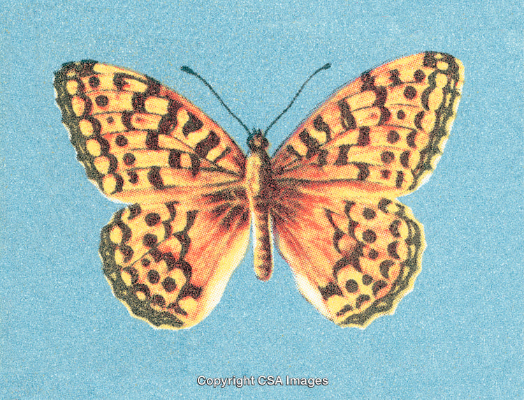 Detailed Illustration of a Vibrant Butterfly with Patterned Wings and Blue Background