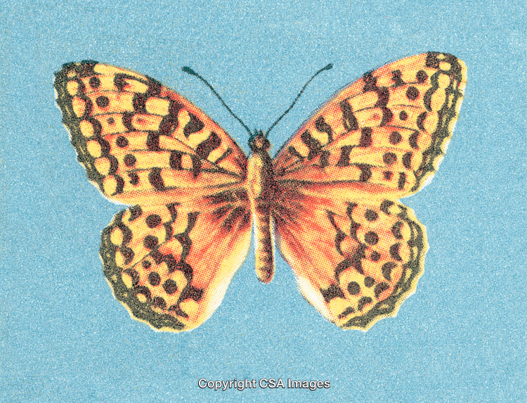 Detailed Illustration of a Vibrant Butterfly with Patterned Wings and Blue Background