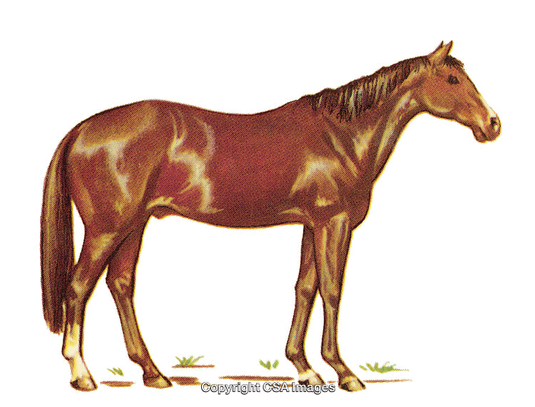 Illustration of a Brown Horse Standing Sideways in Natural Posture