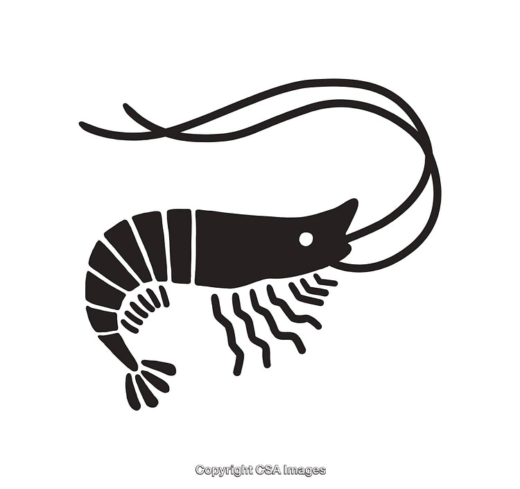 Simple Black and White Shrimp Line Art Illustration of Aquatic Creature
