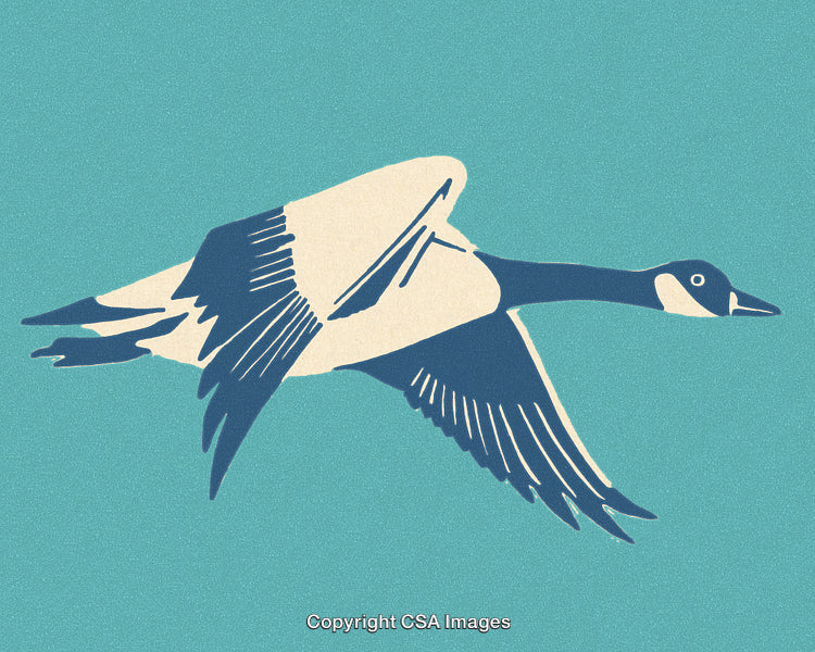 Illustrative Silhouette of a Goose in Flight Against a Blue Background