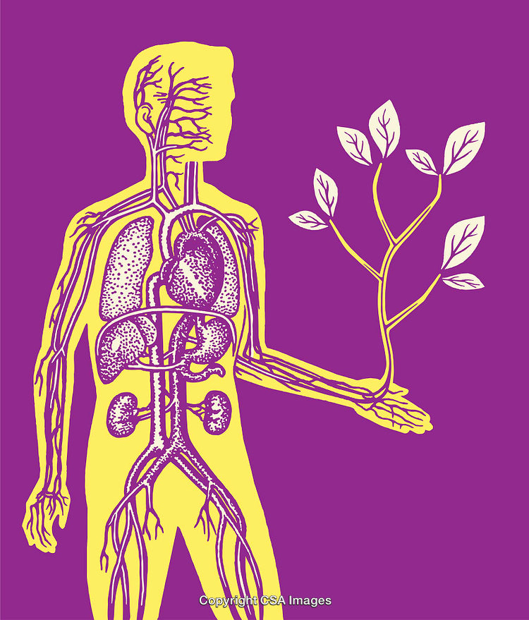Human Physiology Interface with Nature and Growth Represented in Colorful Line Art