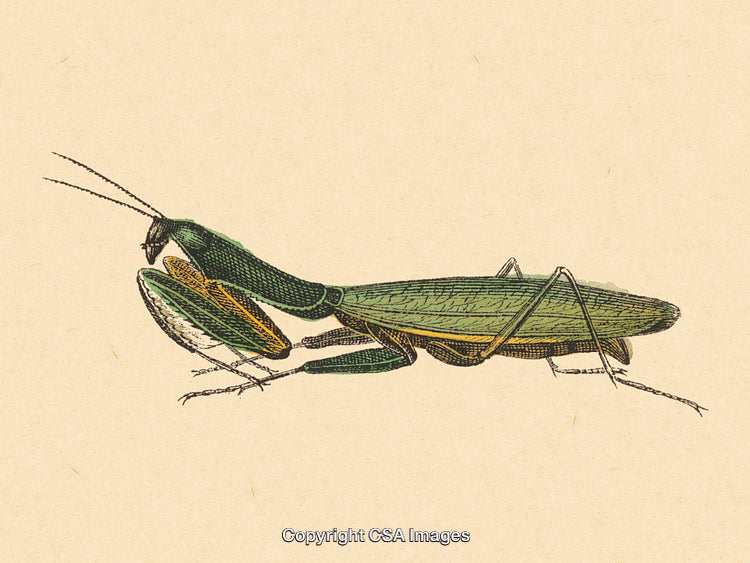 Detailed Vintage Illustration of a Green Praying Mantis in Profile View