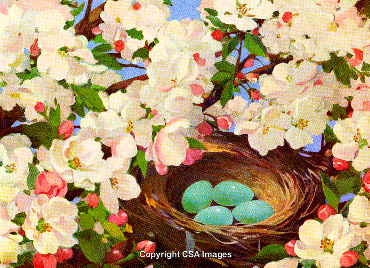 Springtime Bird Nest with Robin Eggs Among Blossoming Cherry Flowers