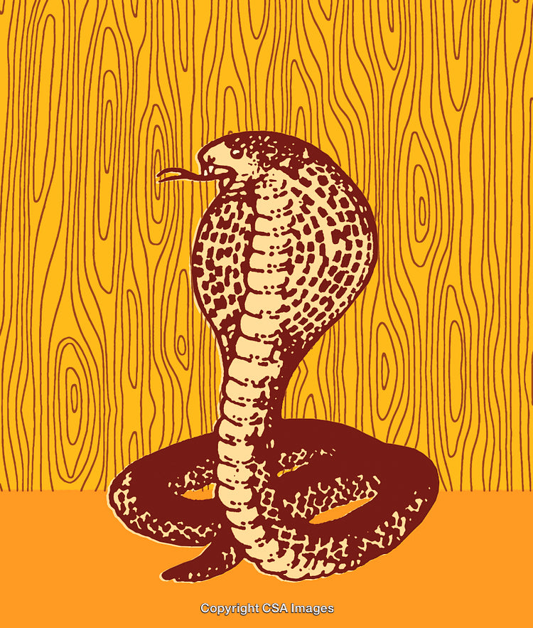 Vintage Illustration of a Cobra Snake Against a Patterned Background