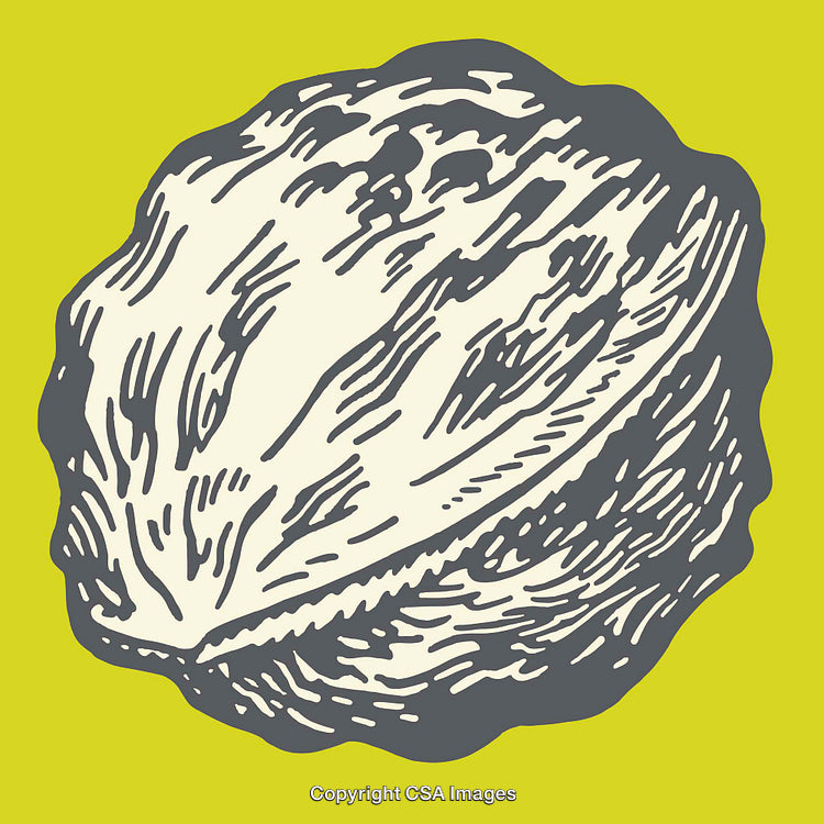 Detailed Line Art Illustration of a Walnut on a Vibrant Background
