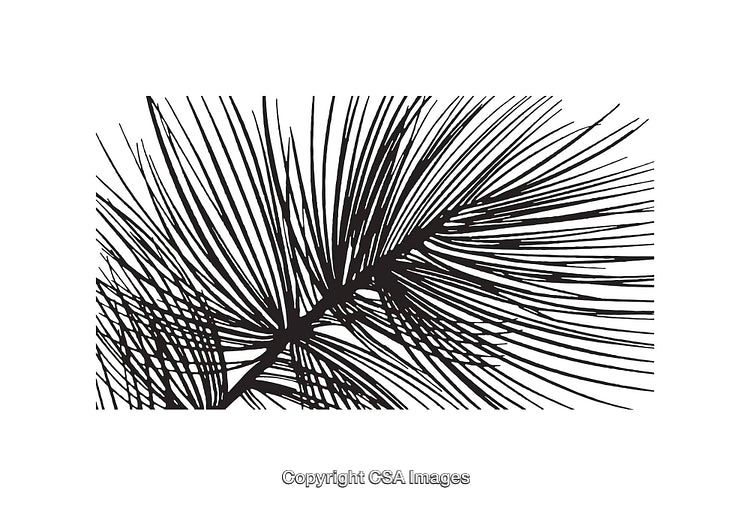 Intricate Black and White Line Art of Pine Tree Branch Foliage