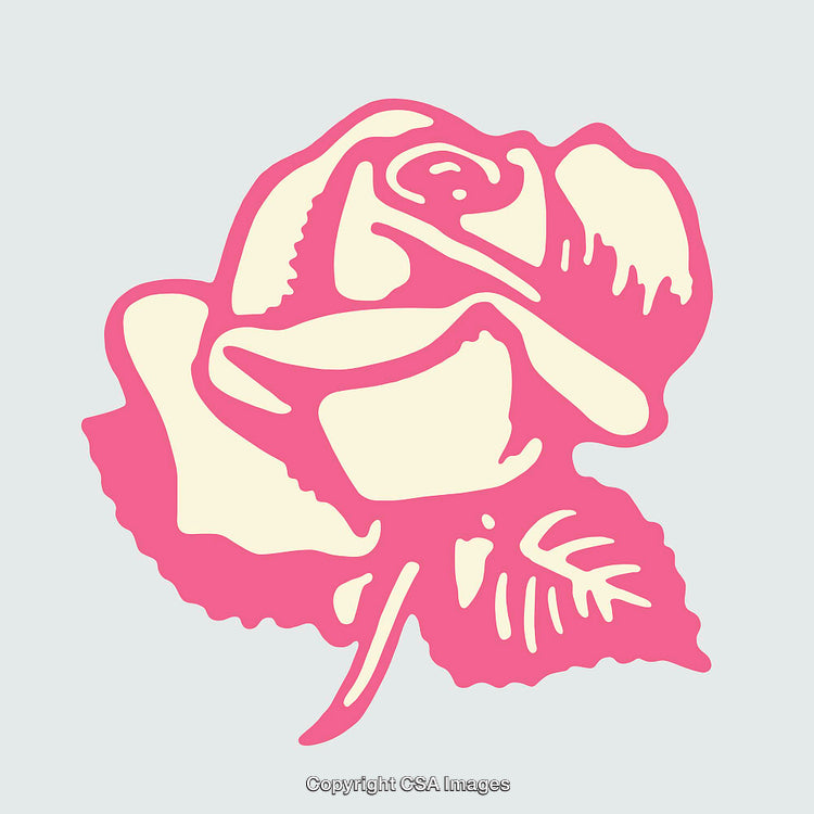 Pink and Cream Rose Line Art Illustration on Light Background