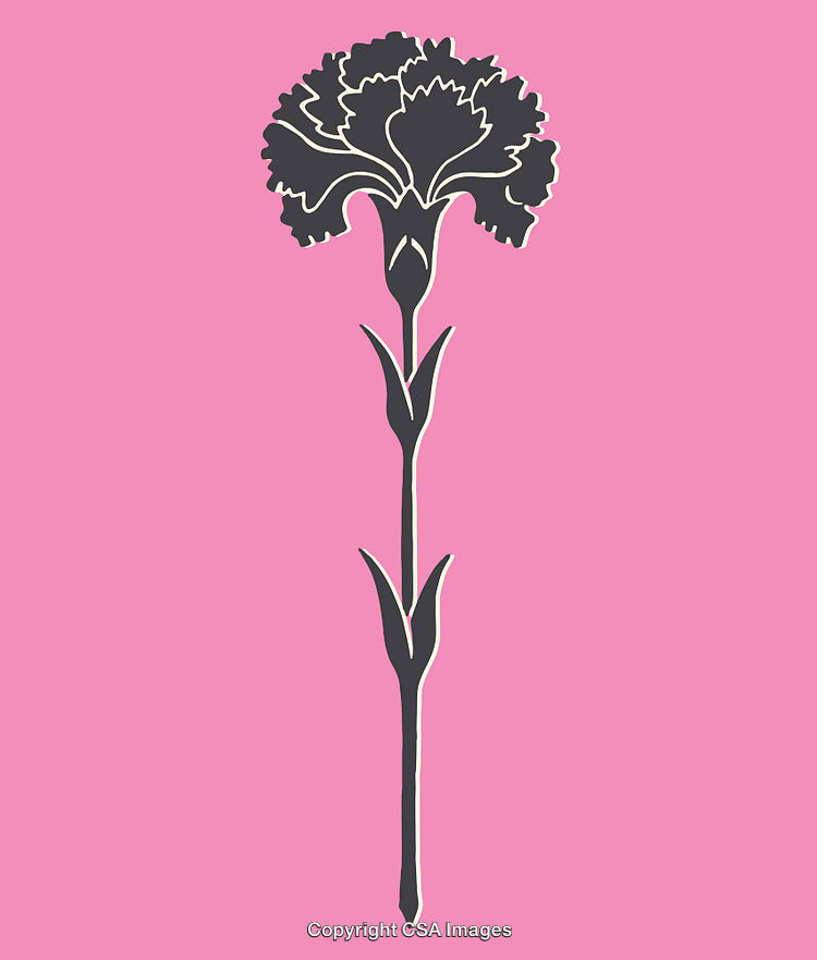 Modern Line Art Illustration of A Carnation Flower on Pink Background