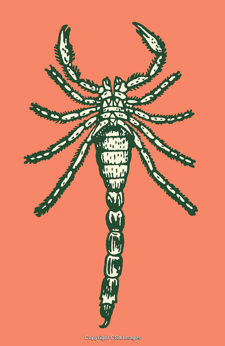 Intricate Green Line Art Illustration of Scorpion on Coral Background