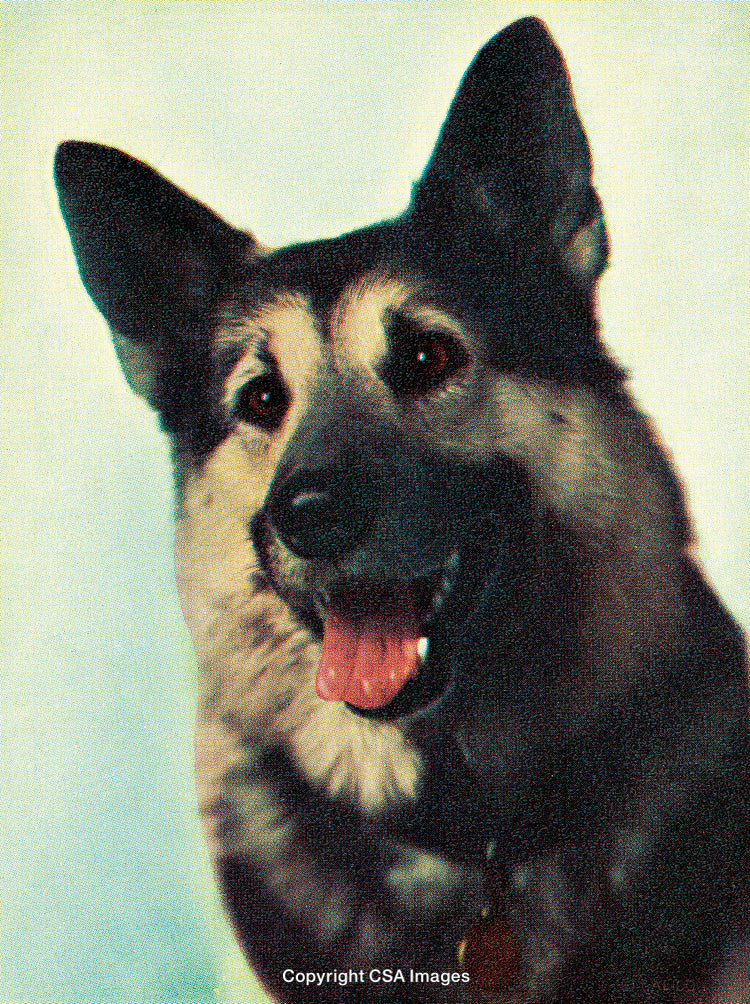 Close-Up of a Dog Panting With Joyful Expression on a Stylized Background