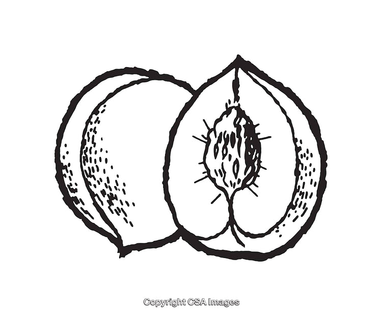 Black and White Peach Line Art Illustration with Halved and Whole Fruit