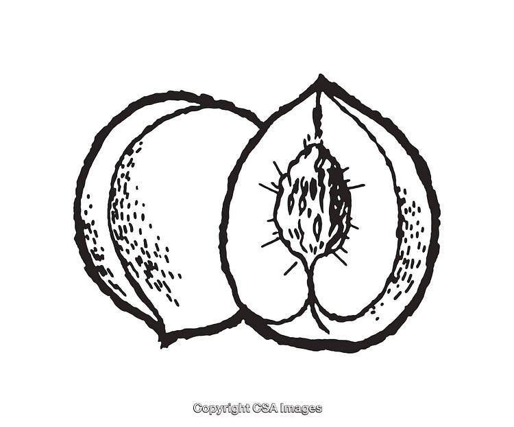 Black and White Peach Line Art Illustration with Halved and Whole Fruit