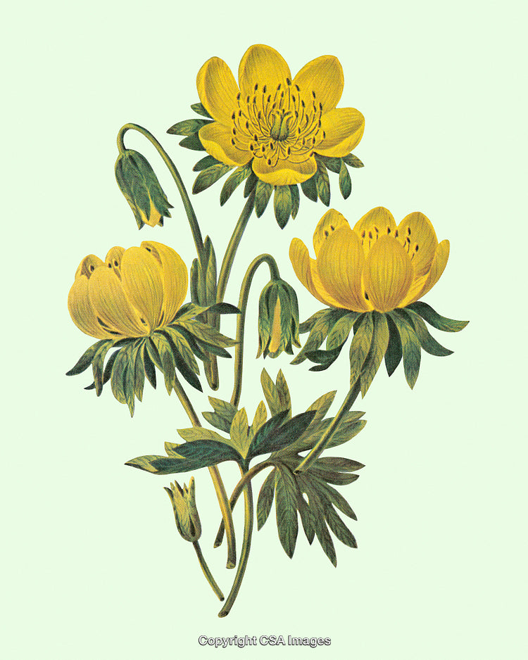 Detailed Botanical Illustration of Yellow Wildflowers With Green Leaves