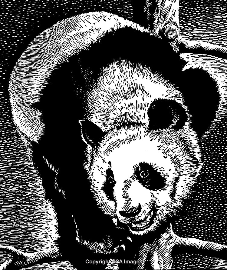 Highly Detailed Black and White Engraved Artwork of a Panda Bear