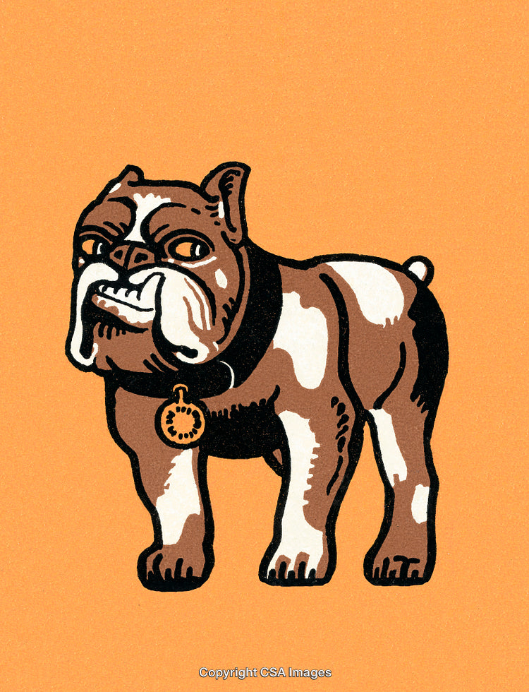 Illustration of a Cartoon Bulldog on a Bright Orange Background