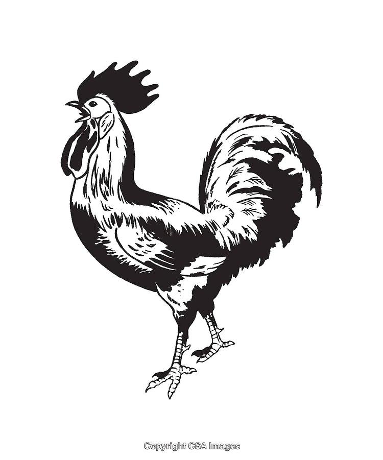 Black and White Line Art Illustration of a Rooster Standing Proudly