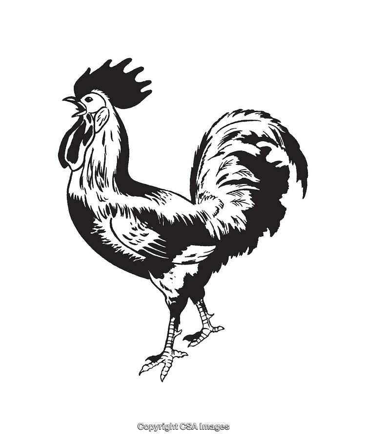 Black and White Line Art Illustration of a Rooster Standing Proudly