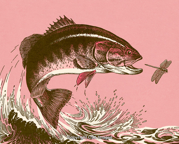 Vintage Illustration of a Fish Leaping Towards a Dragonfly on a Pink Background