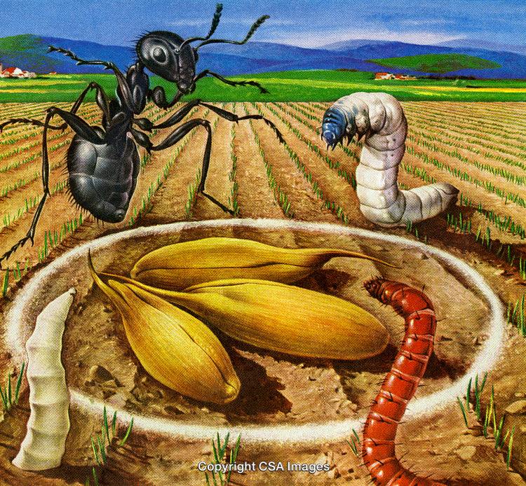Field Scene Depicting Insects and Seeds with Agricultural Elements