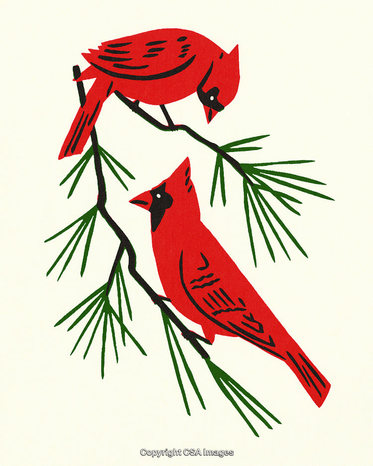 Illustration of Two Cardinals Perched on Pine Branches in Winter