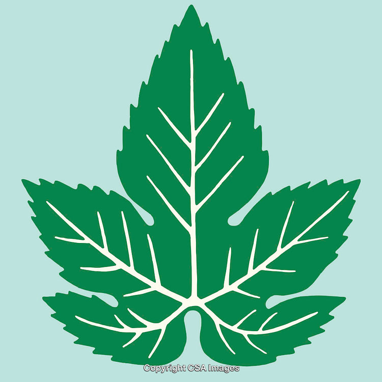 Green Botanically Inspired Leaf Illustration on Light Background