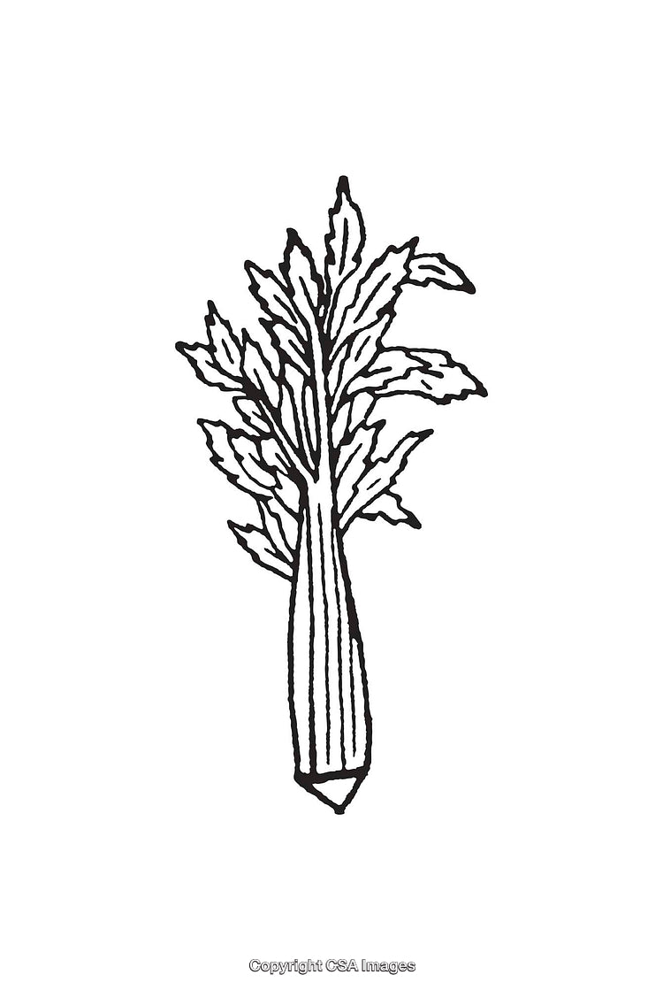 Black And White Line Art Illustration of a Celery Plant