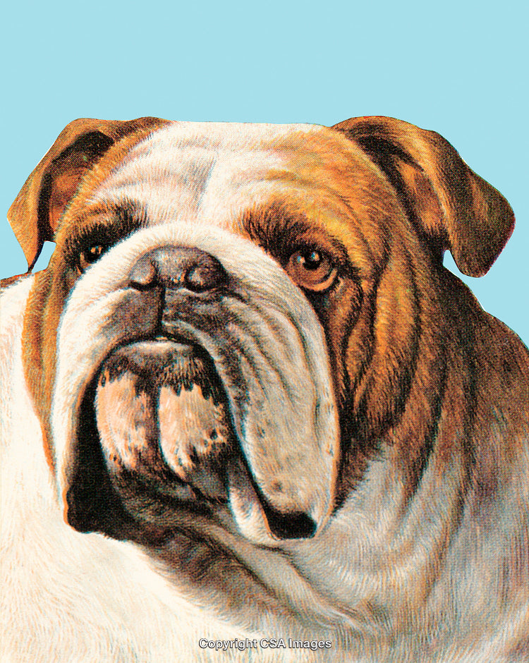 Illustration of a Bulldog in Close Profile with a Light Blue Background