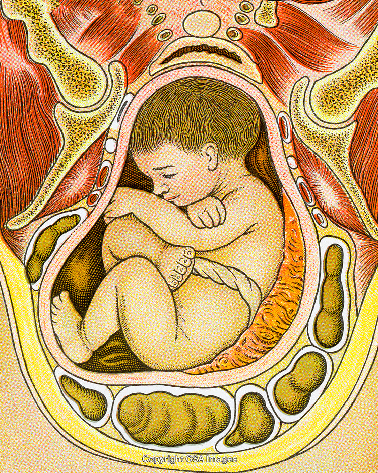 Medical Illustration of Fetus in Utero Showing Anatomical Structures in Detail