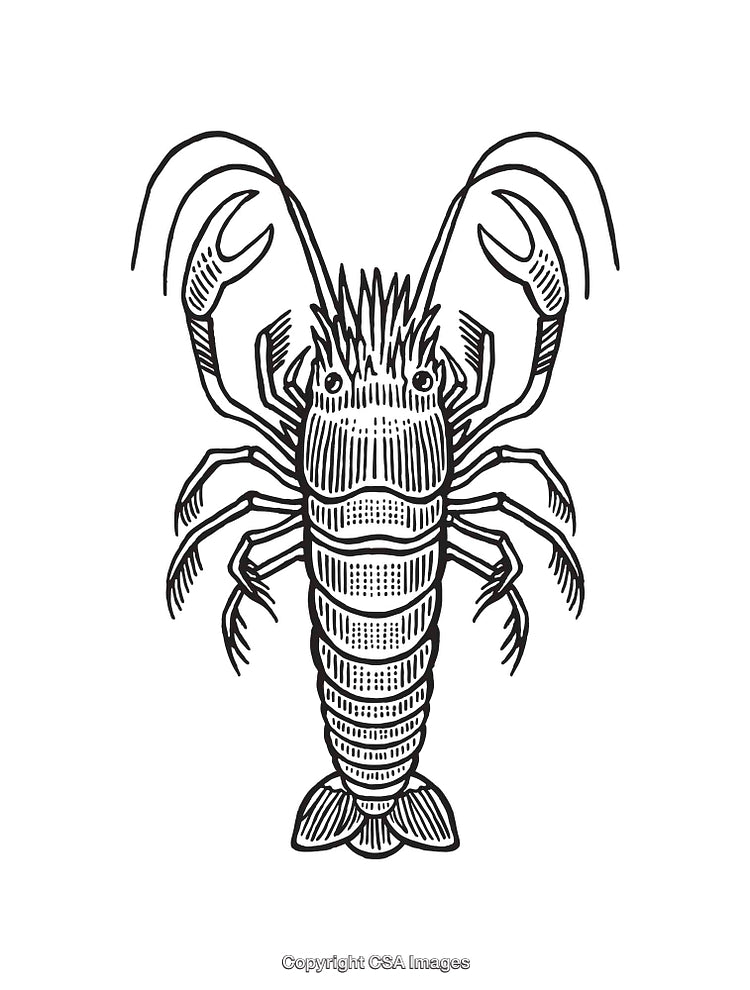 Detailed Black and White Line Art Illustration of a Lobster Design