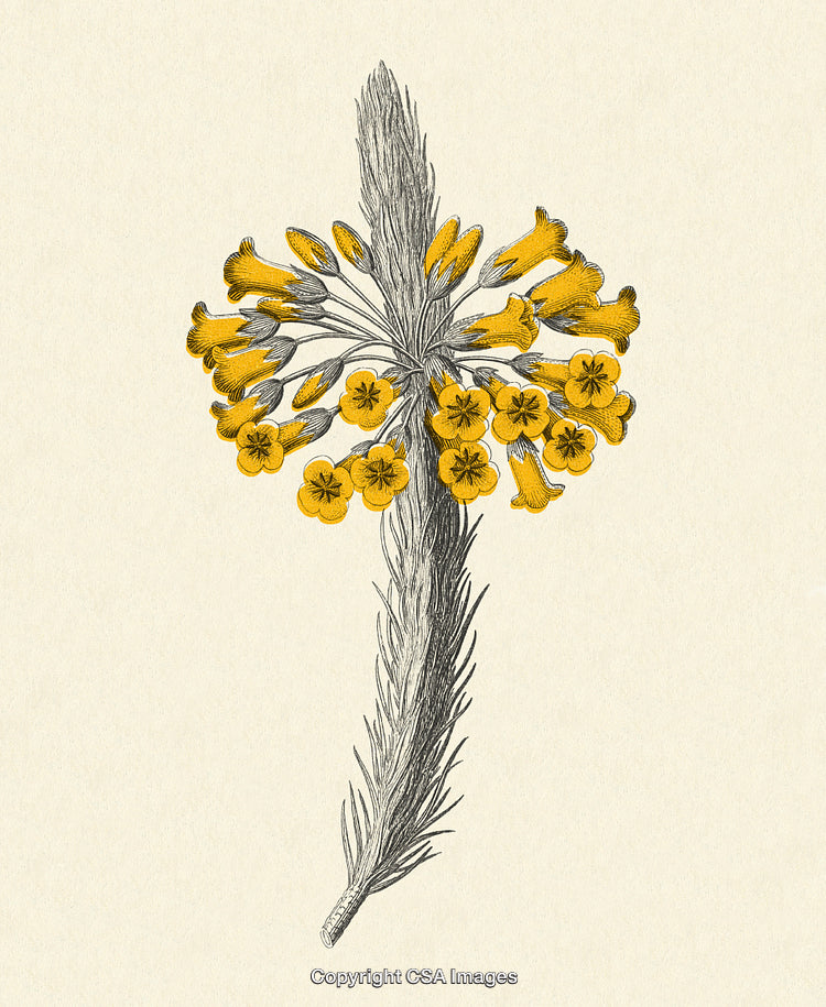 Vintage Botanical Illustration of Yellow Flowers on Neutral Background