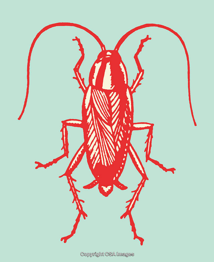 Red Line Art Illustration of a Cockroach on a Light Turquoise Background