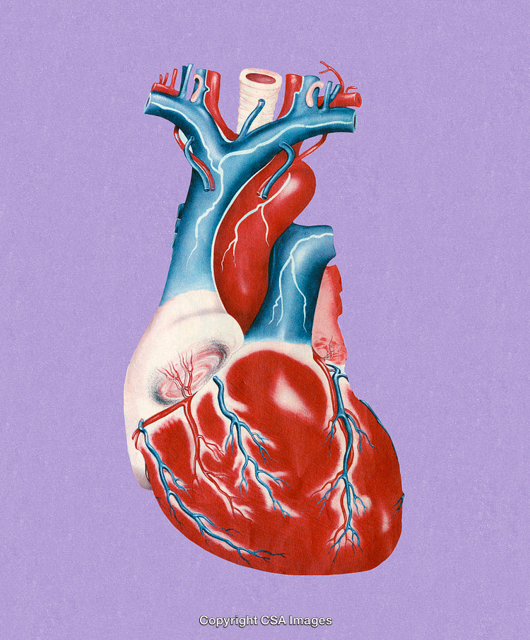 Illustration of a Human Heart Highlighting Arteries and Veins in Vivid Details