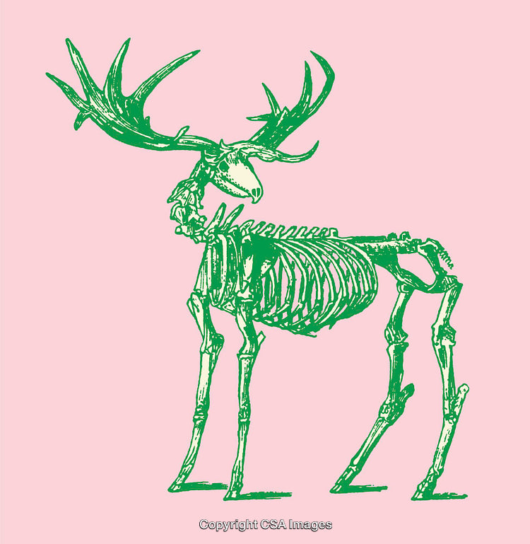 Green Moose Skeleton Illustration on Pink Minimalist Background