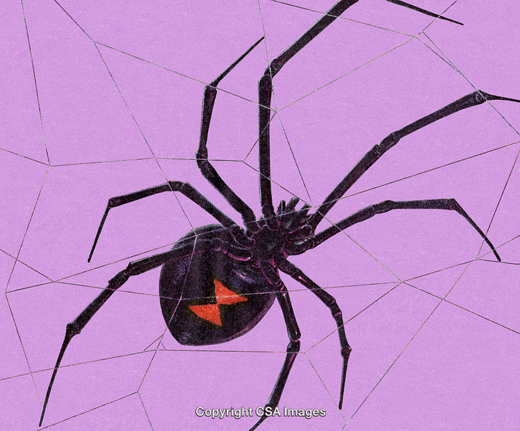 Close-up Artwork of a Black Widow Spider on a Purple Background