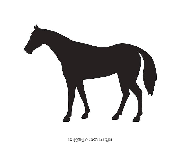 Silhouette of a Horse Standing in Profile View Against White Background