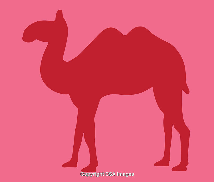 Silhouette of a Camel in Bold Red on Pink Background